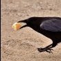 Crow